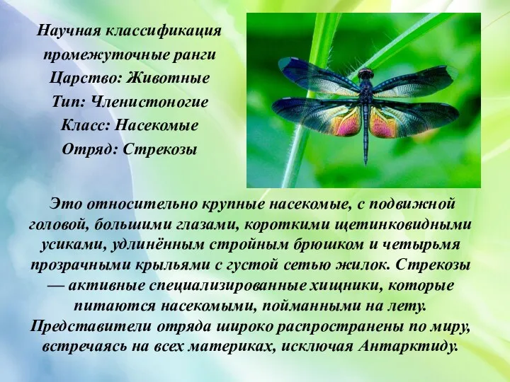 Это относительно крупные насекомые, с подвижной головой, большими глазами, короткими