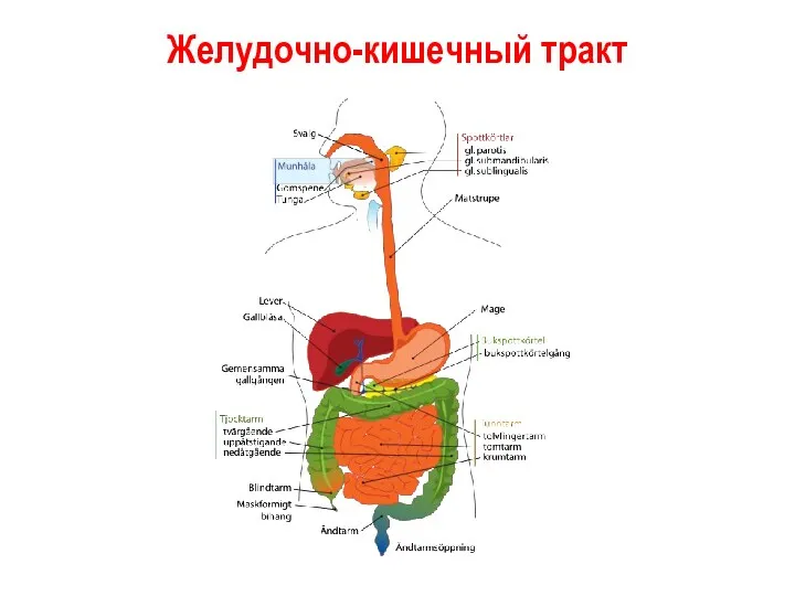 Желудочно-кишечный тракт