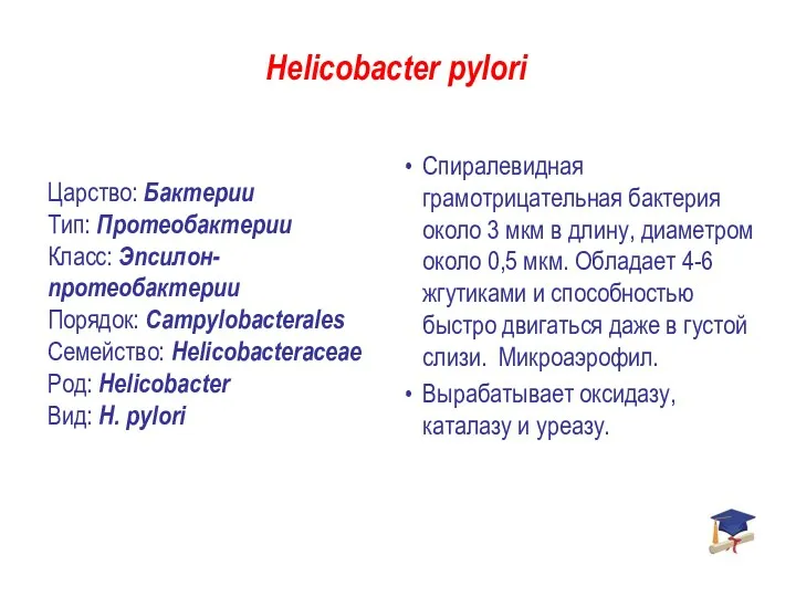 Helicobacter pylori Спиралевидная грамотрицательная бактерия около 3 мкм в длину,