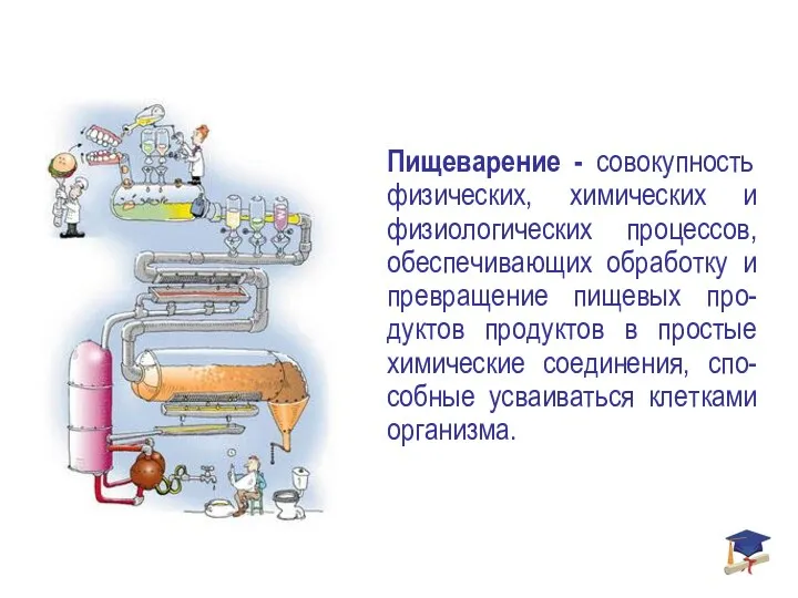 Пищеварение - совокупность физических, химических и физиологических процессов, обеспечивающих обработку