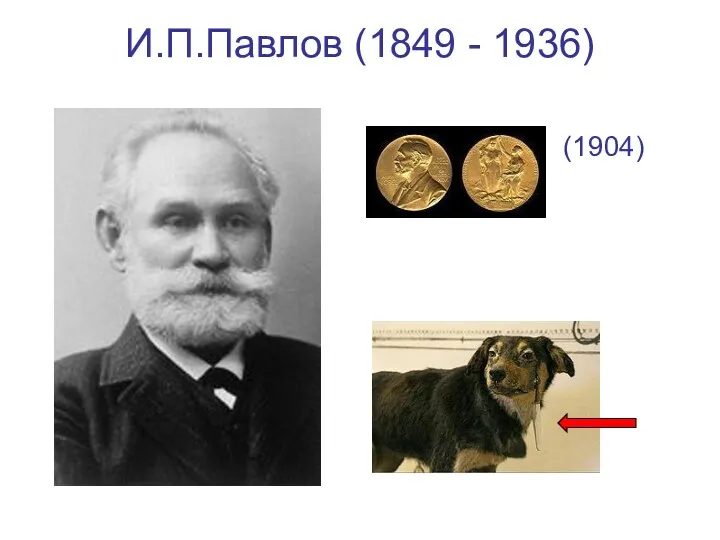 И.П.Павлов (1849 - 1936) (1904)