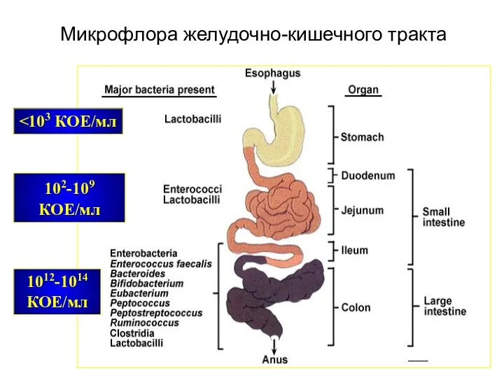 102-109 КОЕ/мл 1012-1014 КОЕ/мл Микрофлора желудочно-кишечного тракта