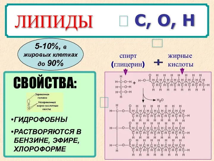 ? С, О, Н спирт (глицерин) жирные кислоты + ГИДРОФОБНЫ