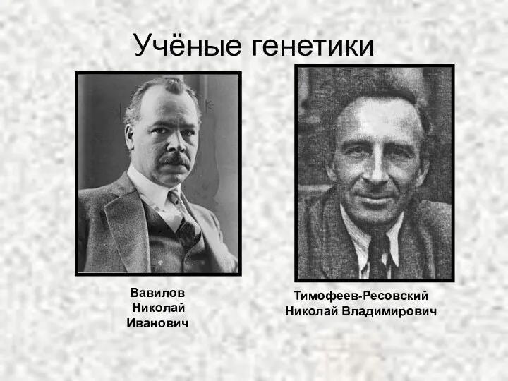 Учёные генетики Вавилов Николай Иванович Тимофеев-Ресовский Николай Владимирович