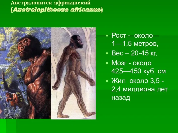 Австралопитек африканский (Australopithecus africanus) Рост - около 1—1,5 метров, Вес