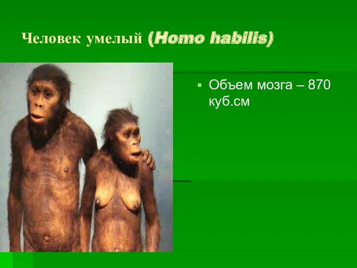 Человек умелый (Homo habilis) Объем мозга – 870 куб.см