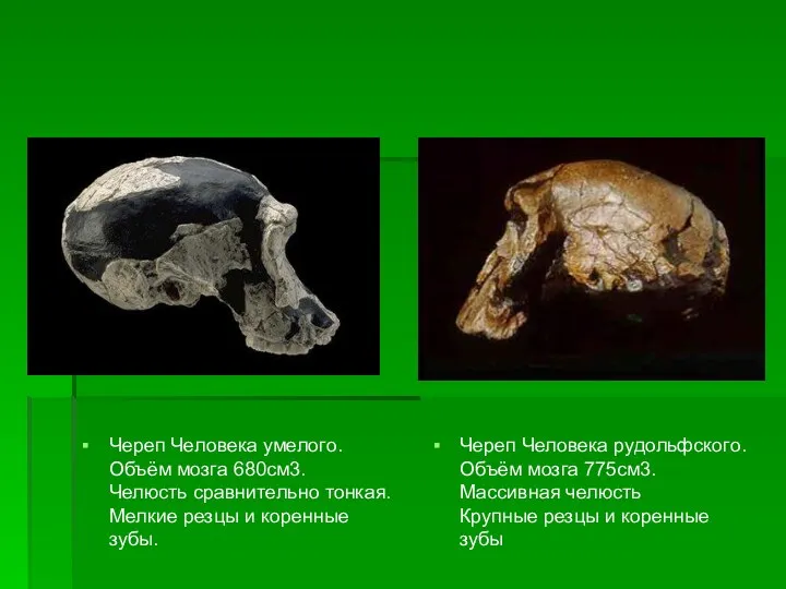 Череп Человека умелого. Объём мозга 680см3. Челюсть сравнительно тонкая. Мелкие