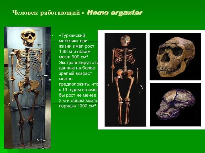 Человек работающий - Homo ergaster «Турканский мальчик» при жизни имел