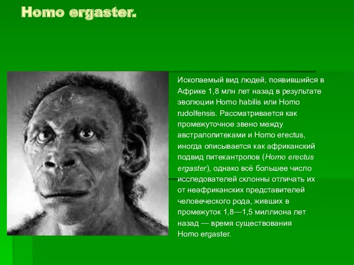 Homo ergaster. Ископаемый вид людей, появившийся в Африке 1,8 млн
