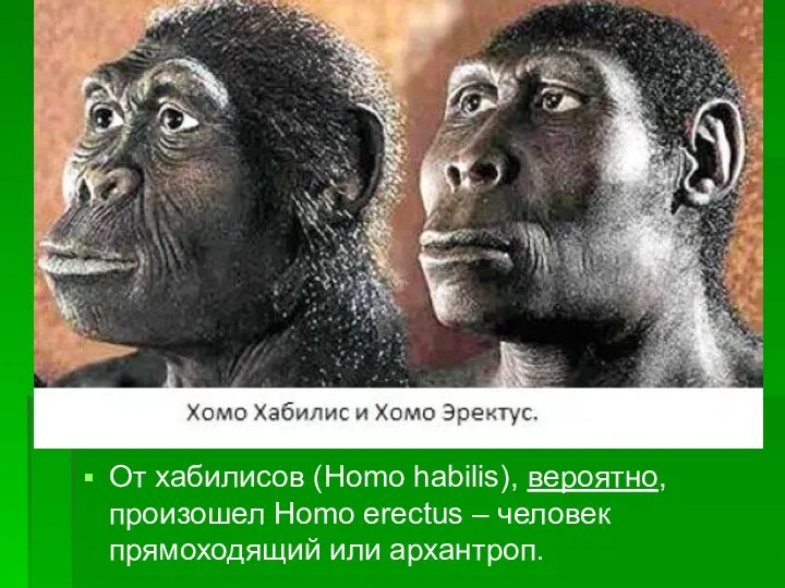 От хабилисов (Homo habilis), вероятно, произошел Homo erectus – человек прямоходящий или архантроп.