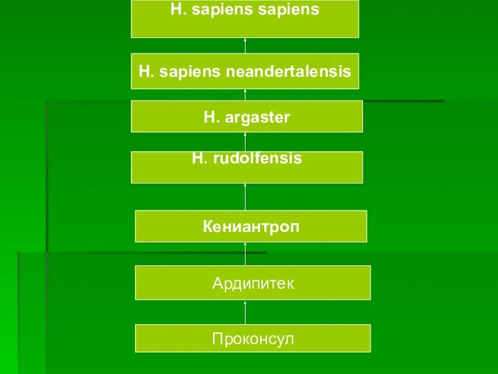 Проконсул Ардипитек H. rudolfensis H. argaster H. sapiens neandertalensis H. sapiens sapiens Кениантроп