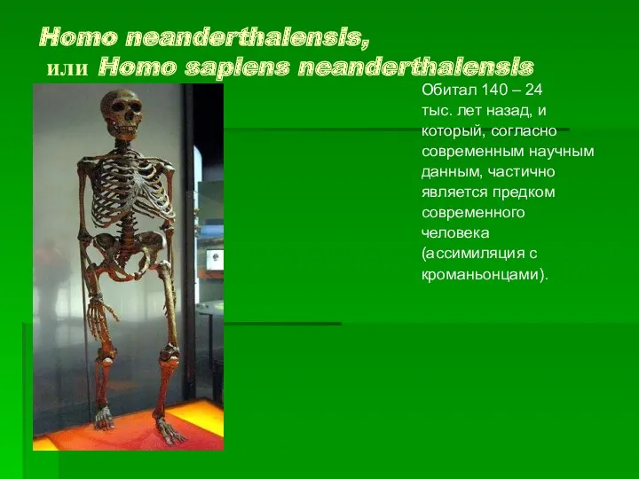 Homo neanderthalensis, или Homo sapiens neanderthalensis Обитал 140 – 24