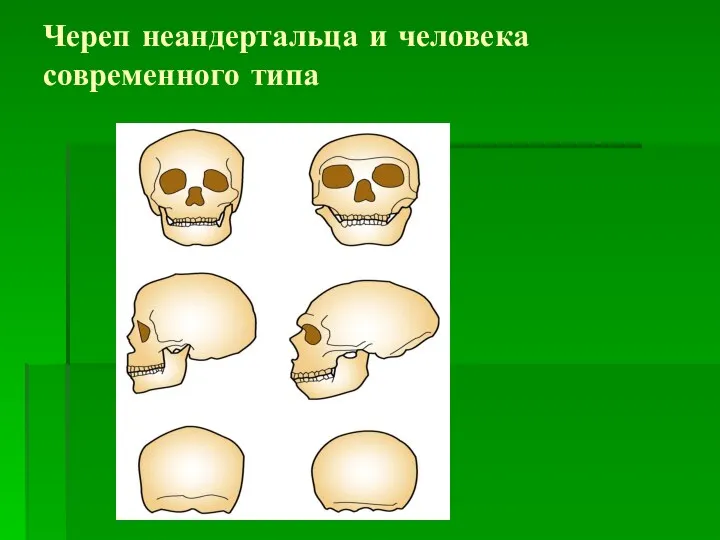 Череп неандертальца и человека современного типа