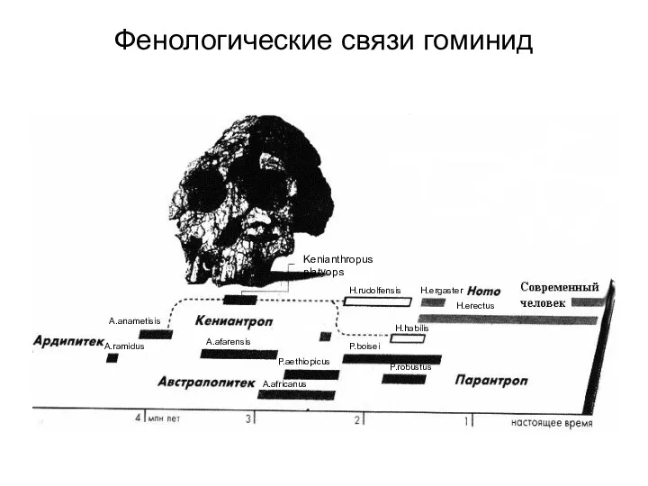 Фенологические связи гоминид H.rudolfensis H.ergaster H.erectus H.habilis P.boisei P.robustus P.aethiopicus A.africanus A.afarensis A.anametisis A.ramidus Kenianthropus platyops