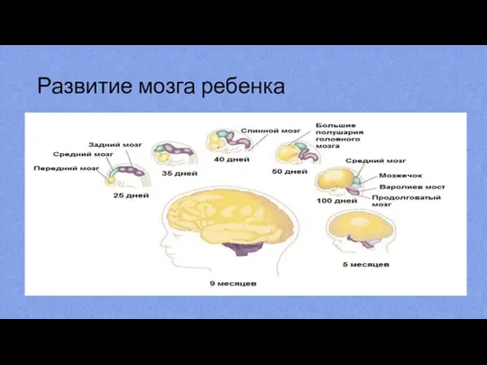 Развитие мозга ребенка