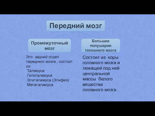 Передний мозг Промежуточный мозг Большие полушария головного мозга Это задний