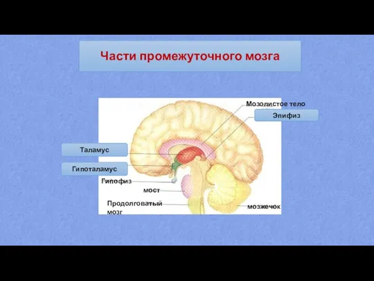 Части промежуточного мозга Эпифиз Гипоталамус Таламус Гипофиз мост мозжечок Продолговатый мозг Мозолистое тело