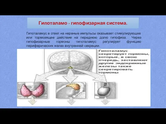 Гипоталамо - гипофизарная система. Гипоталамус в ответ на нервные импульсы