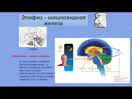 Эпифиз – шишковидная железа Мелатонин – гормон эпифиза. И если