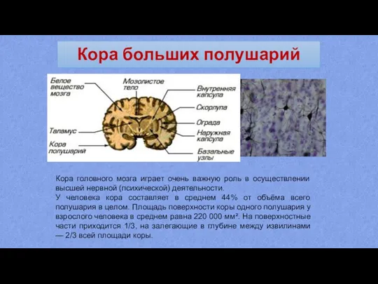 Кора больших полушарий Кора головного мозга играет очень важную роль