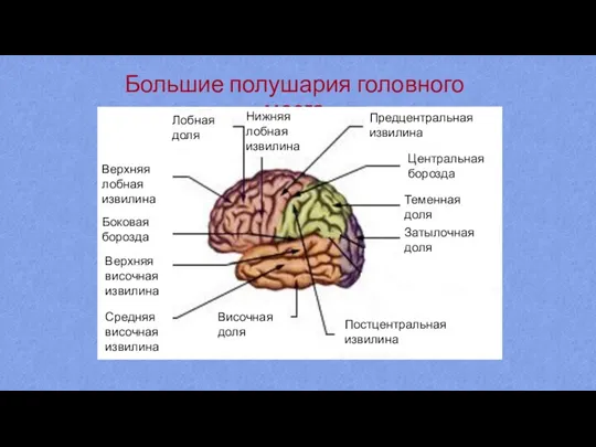 Большие полушария головного мозга