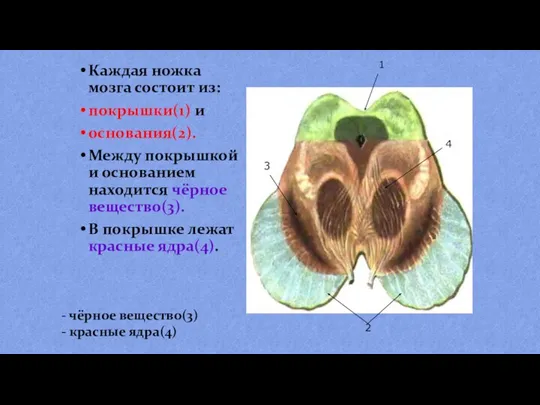 Каждая ножка мозга состоит из: покрышки(1) и основания(2). Между покрышкой