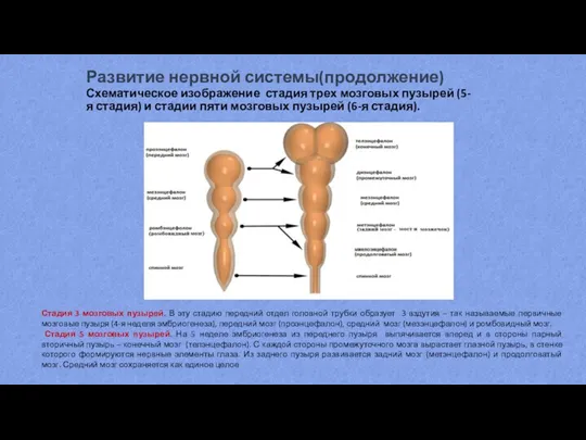 Развитие нервной системы(продолжение) Схематическое изображение стадия трех мозговых пузырей (5-я