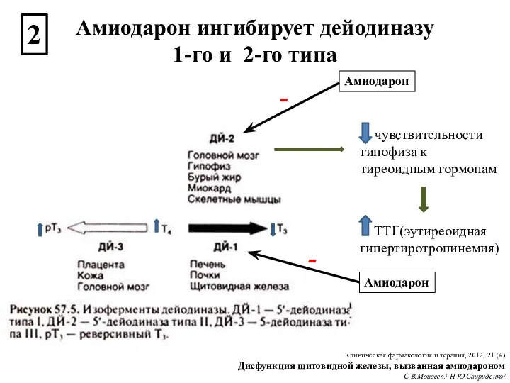 чувствительности гипофиза к тиреоидным гормонам Амиодарон - Амиодарон - ТТГ(эутиреоидная