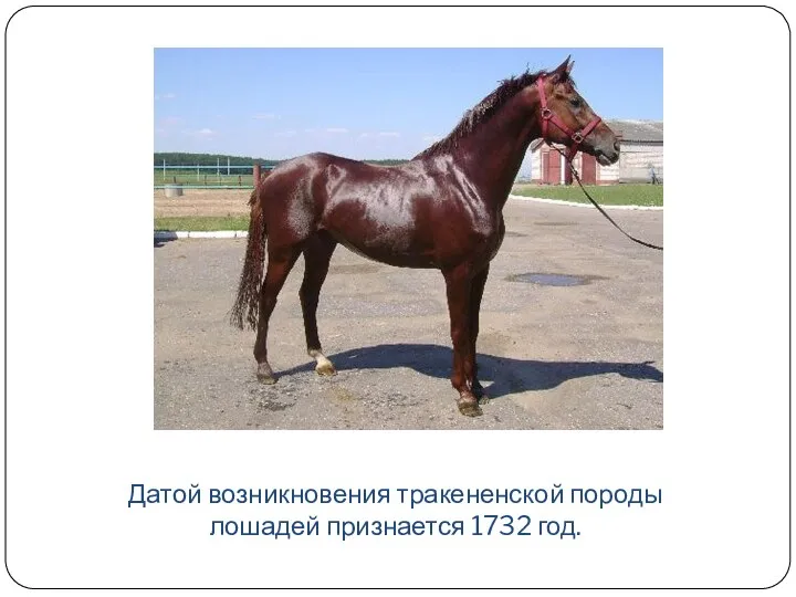 Датой возникновения тракененской породы лошадей признается 1732 год.