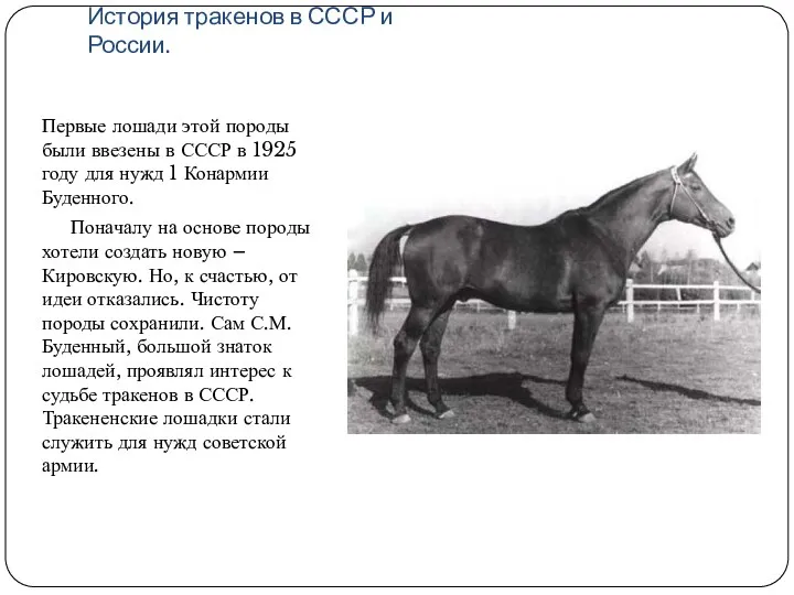 История тракенов в СССР и России. Первые лошади этой породы были ввезены в