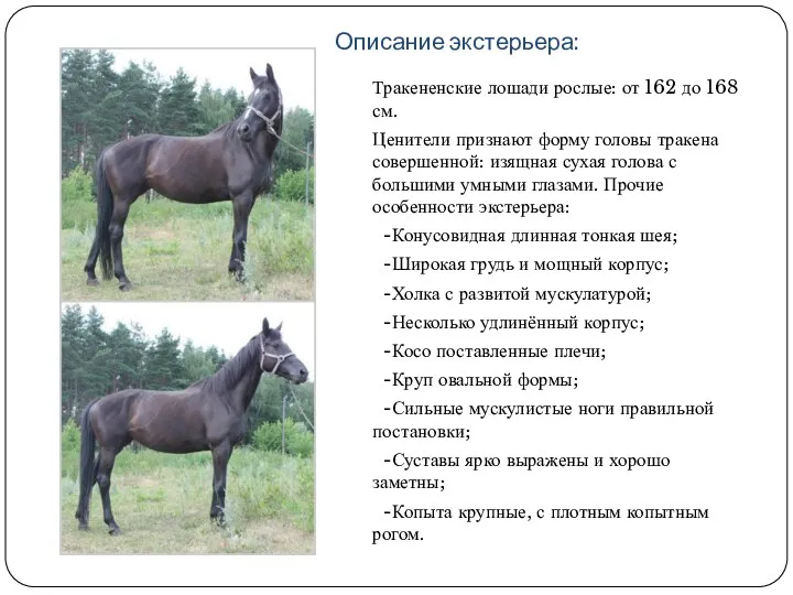Описание экстерьера: Тракененские лошади рослые: от 162 до 168 см.