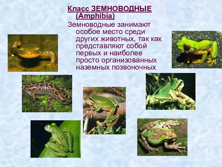 Класс ЗЕМНОВОДНЫЕ (Amphibia) Земноводные занимают особое место среди других животных, так как представляют