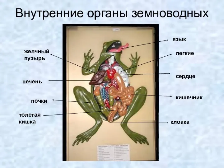 Внутренние органы земноводных сердце легкие печень клоака кишечник язык толстая кишка желчный пузырь почки