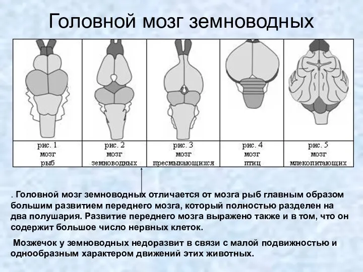 Головной мозг земноводных . Головной мозг земноводных отличается от мозга рыб главным образом