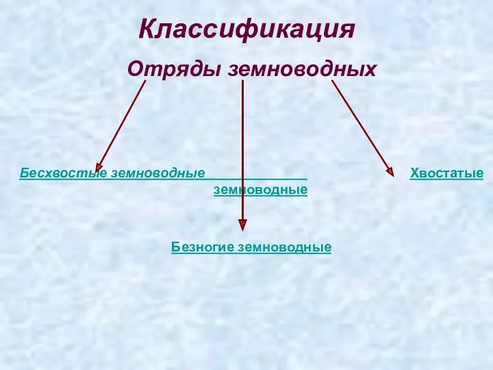 Классификация Отряды земноводных Бесхвостые земноводные Хвостатые земноводные Безногие земноводные