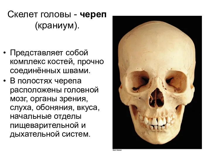 Скелет головы - череп (краниум). Представляет собой комплекс костей, прочно соединённых швами. В