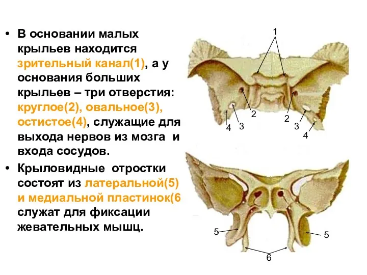 В основании малых крыльев находится зрительный канал(1), а у основания