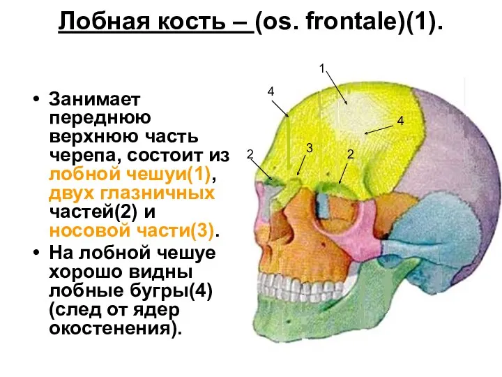 Лобная кость – (os. frontale)(1). Занимает переднюю верхнюю часть черепа, состоит из лобной