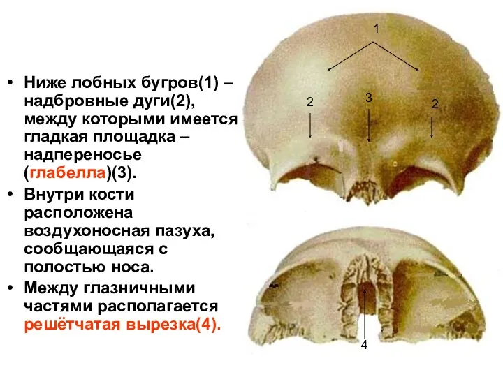 Ниже лобных бугров(1) – надбровные дуги(2), между которыми имеется гладкая