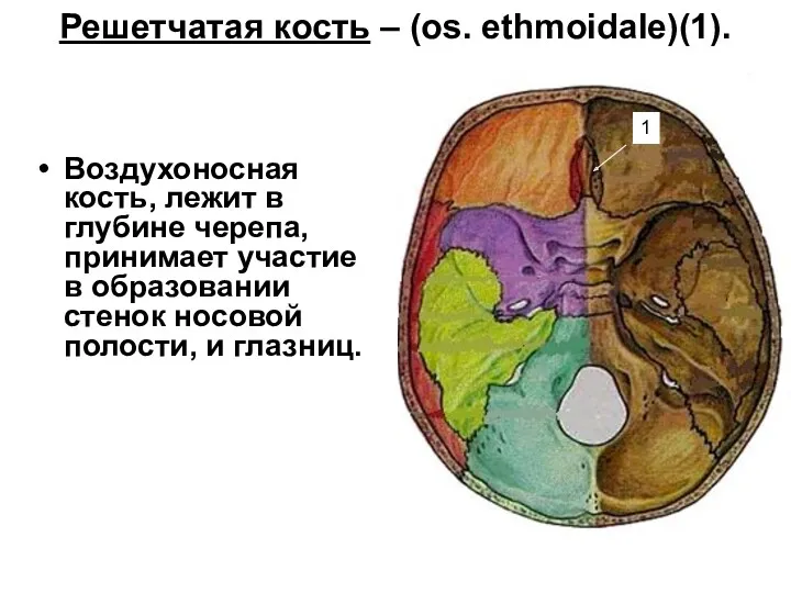 Решетчатая кость – (os. ethmoidale)(1). Воздухоносная кость, лежит в глубине черепа, принимает участие