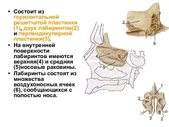 Состоит из горизонтальной решетчатой пластинки(1), двух лабиринтов(2) и перпендикулярной пластинки(3).