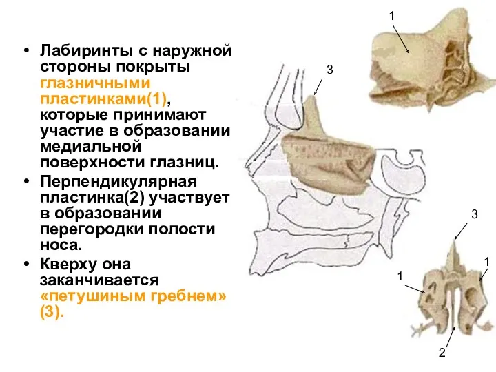 Лабиринты с наружной стороны покрыты глазничными пластинками(1), которые принимают участие