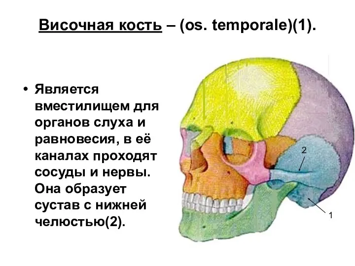 Височная кость – (os. temporale)(1). Является вместилищем для органов слуха и равновесия, в
