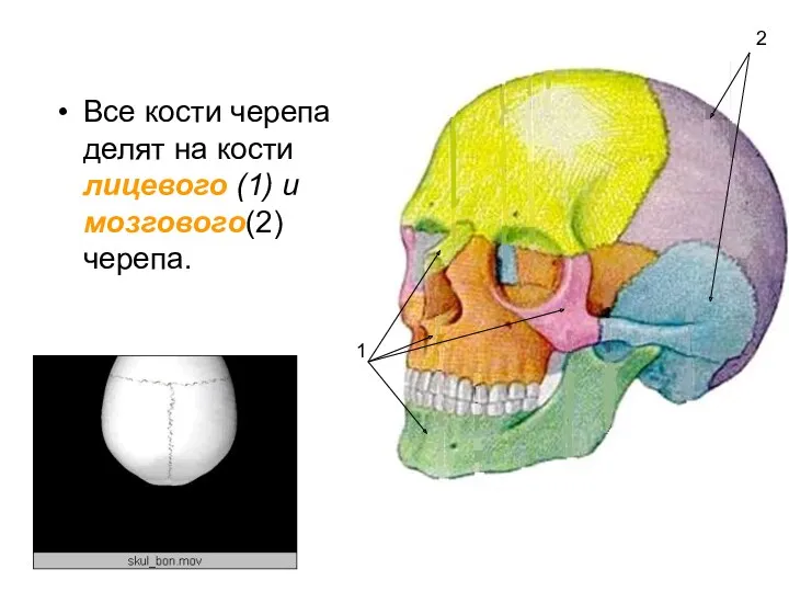 Все кости черепа делят на кости лицевого (1) и мозгового(2) черепа. 1 2