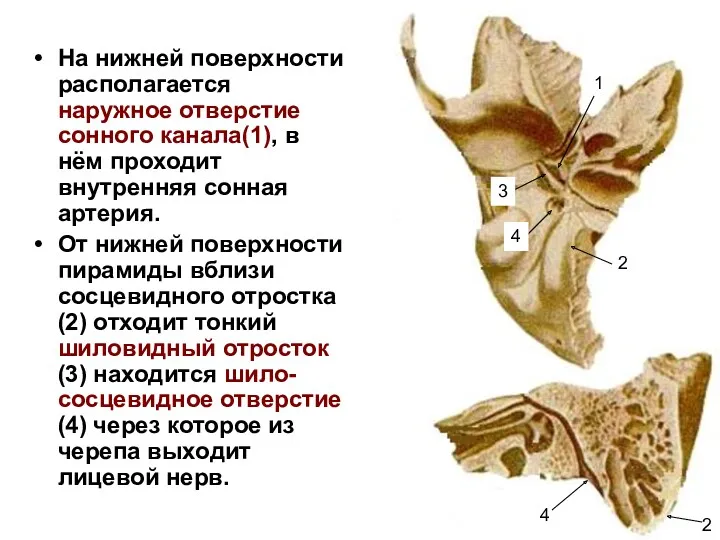 На нижней поверхности располагается наружное отверстие сонного канала(1), в нём