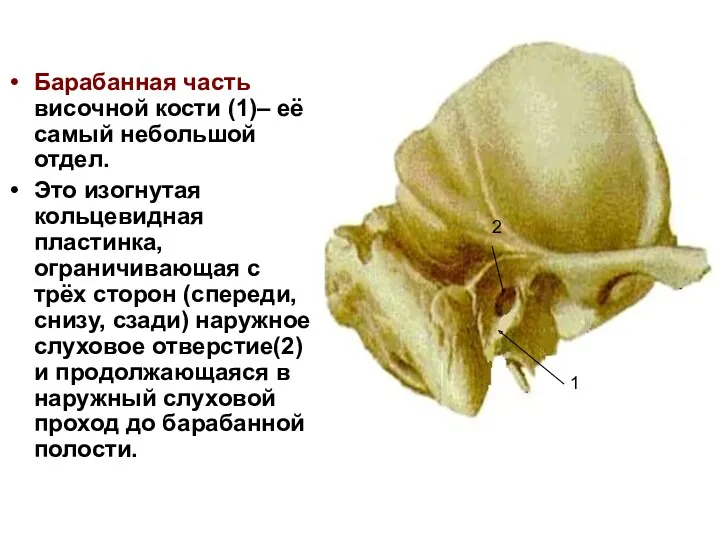 Барабанная часть височной кости (1)– её самый небольшой отдел. Это изогнутая кольцевидная пластинка,