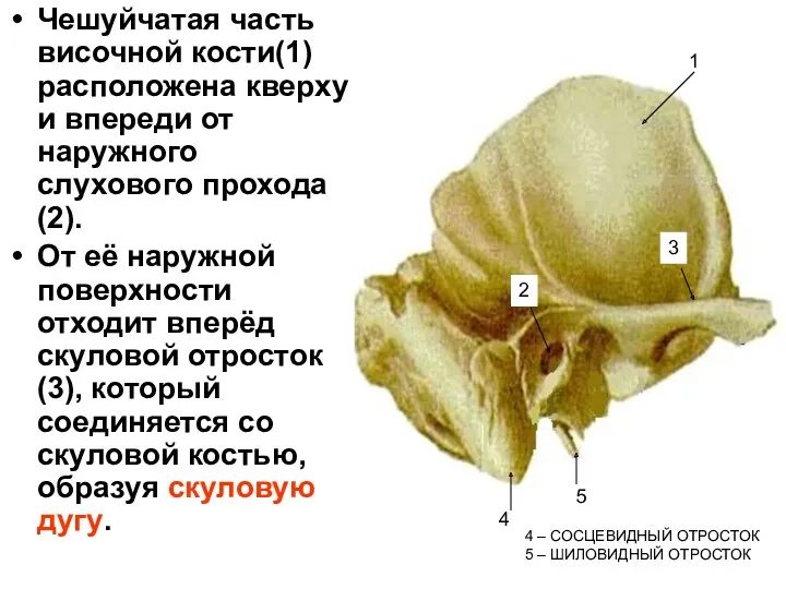 Чешуйчатая часть височной кости(1) расположена кверху и впереди от наружного слухового прохода(2). От