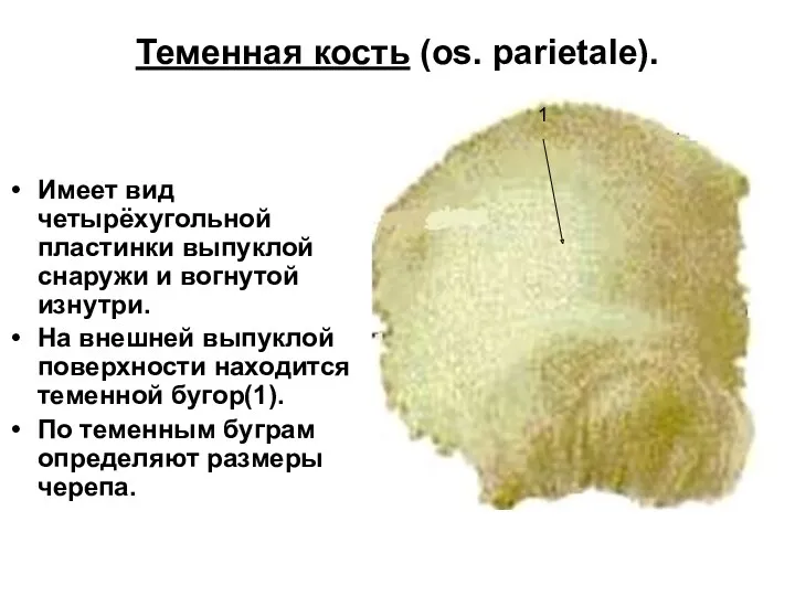 Теменная кость (os. parietale). Имеет вид четырёхугольной пластинки выпуклой снаружи и вогнутой изнутри.