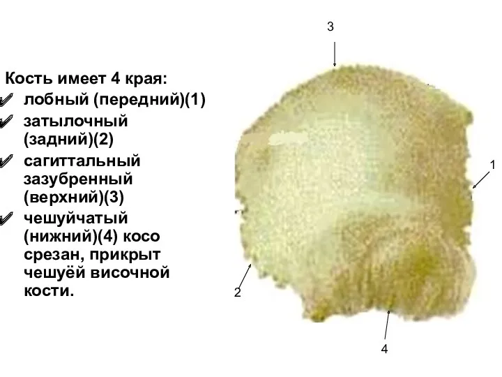 Кость имеет 4 края: лобный (передний)(1) затылочный (задний)(2) сагиттальный зазубренный (верхний)(3) чешуйчатый (нижний)(4)