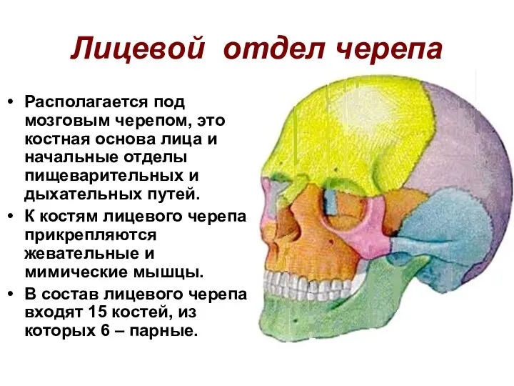 Лицевой отдел черепа Располагается под мозговым черепом, это костная основа лица и начальные